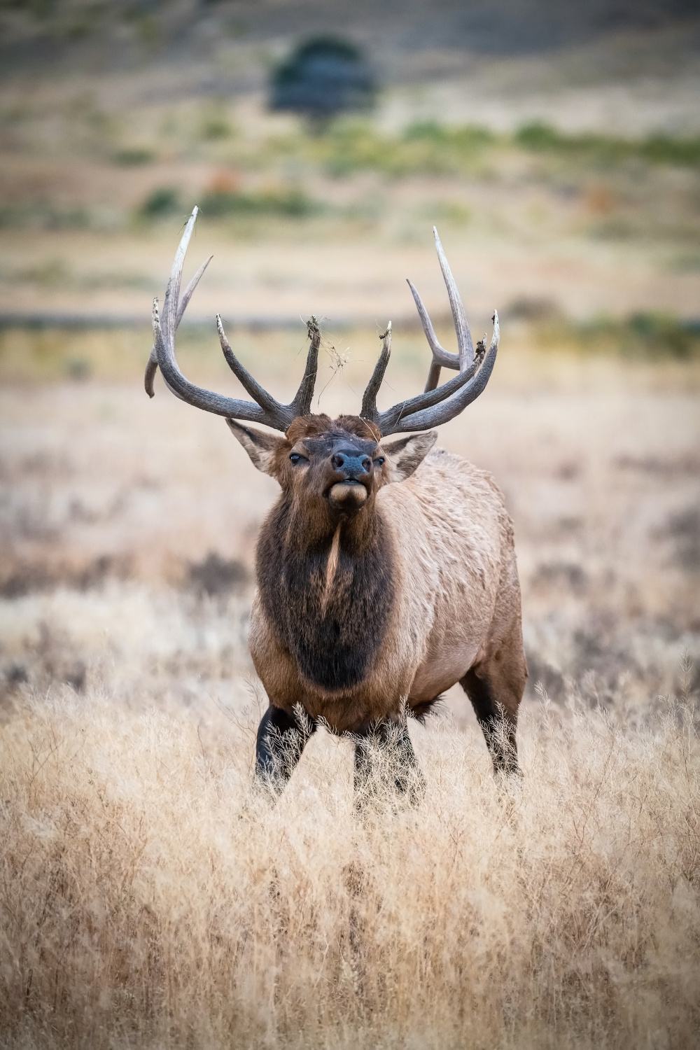 jelen wapiti (Cervus canadensis) Wapiti