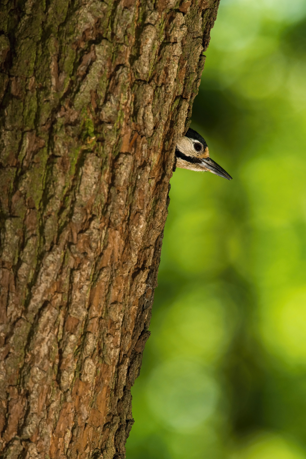 strakapoud velký (Dendrocopos major) Great spotted woodpecker