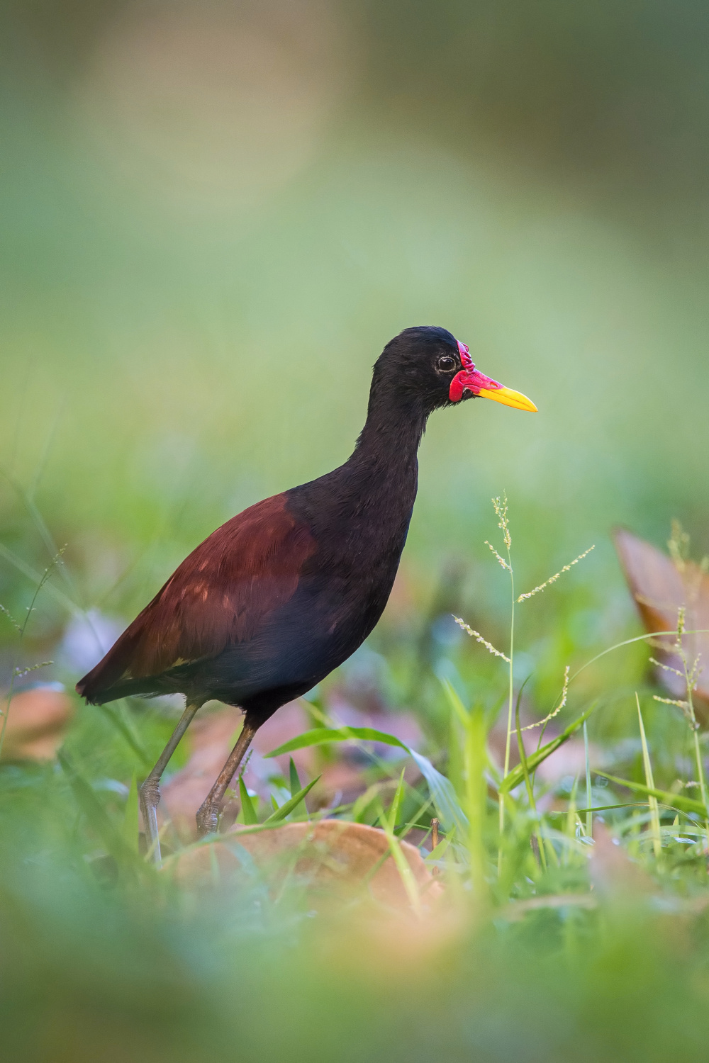 ostnák jihoamerický (Jacana jacana) Wattled jacana