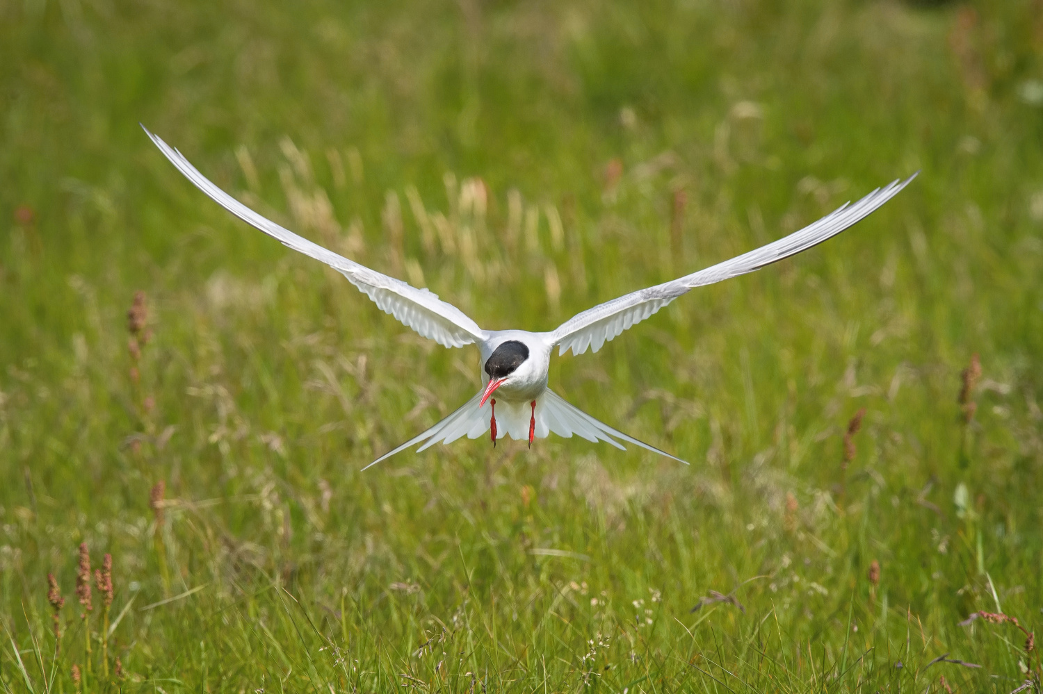 rybák dlouhoocasý (Sterna paradisaea) Arctic tern