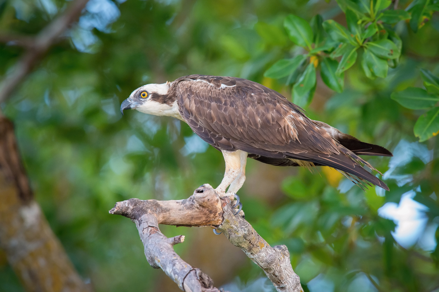 orlovec říční (Pandion haliaetus) Osprey