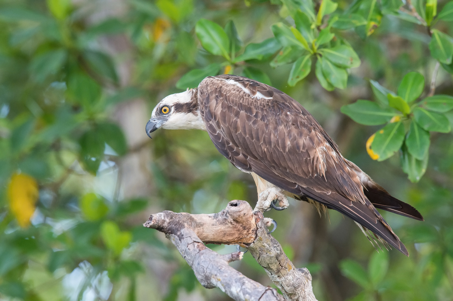 orlovec říční (Pandion haliaetus) Osprey