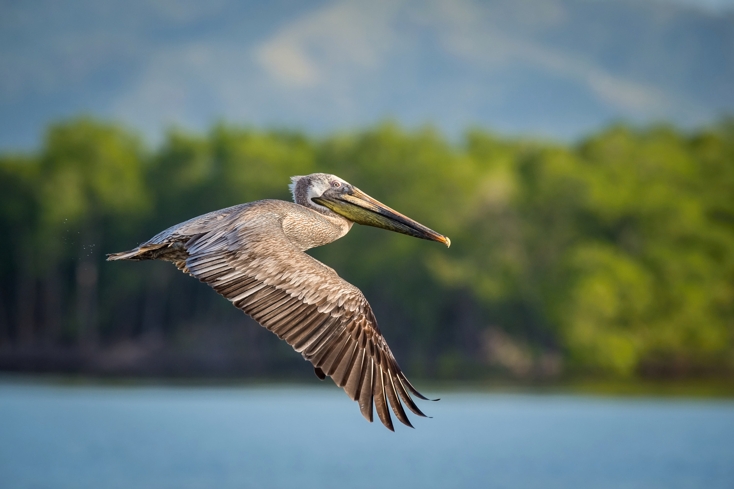 pelikán hnědý (Pelecanus occidentalis) Brown pelican