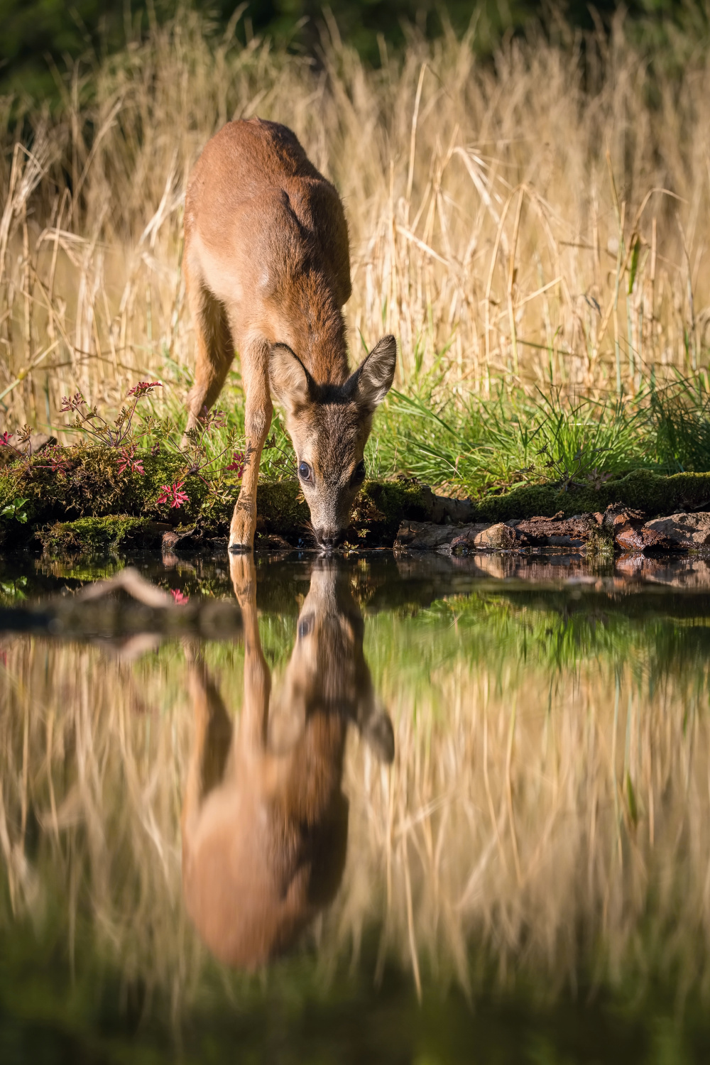 srna obecná (capreolus capreolus) Roe deer