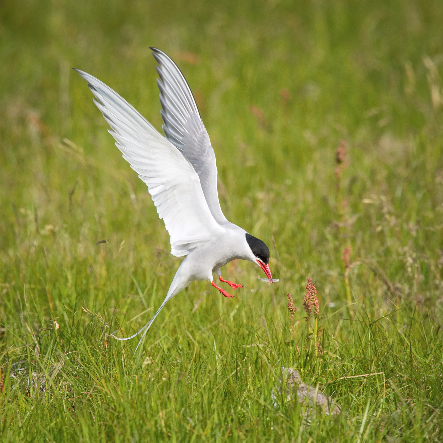 rybák dlouhoocasý (Sterna paradisaea) Arctic tern