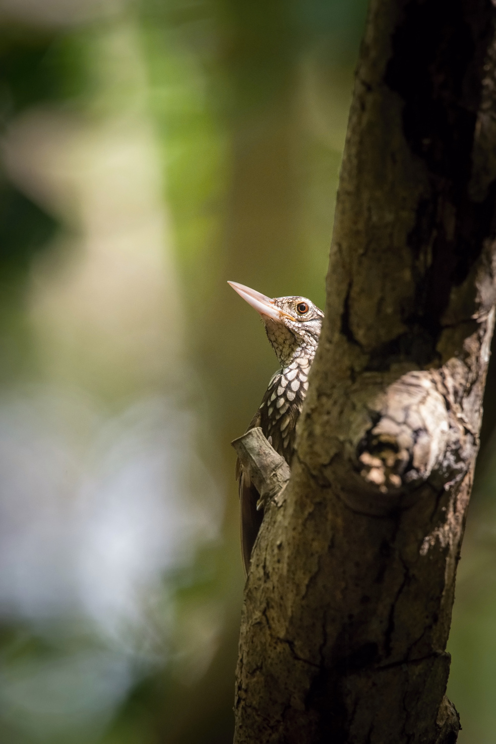 klouzálek přímozobý (Dendroplex picus) Straight-billed woodcreeper