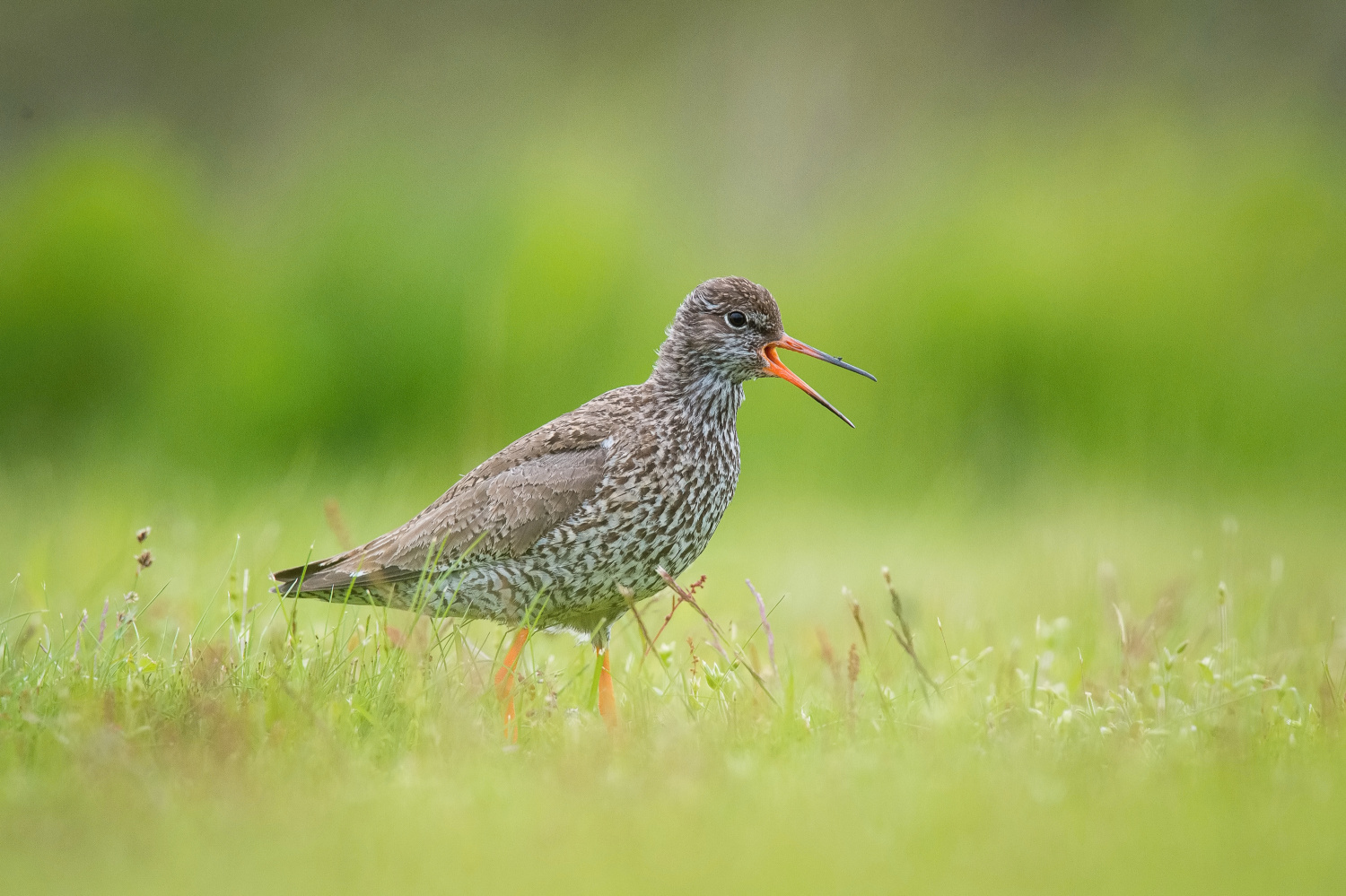 vodouš rudonohý (Tringa totanus) Common redshank