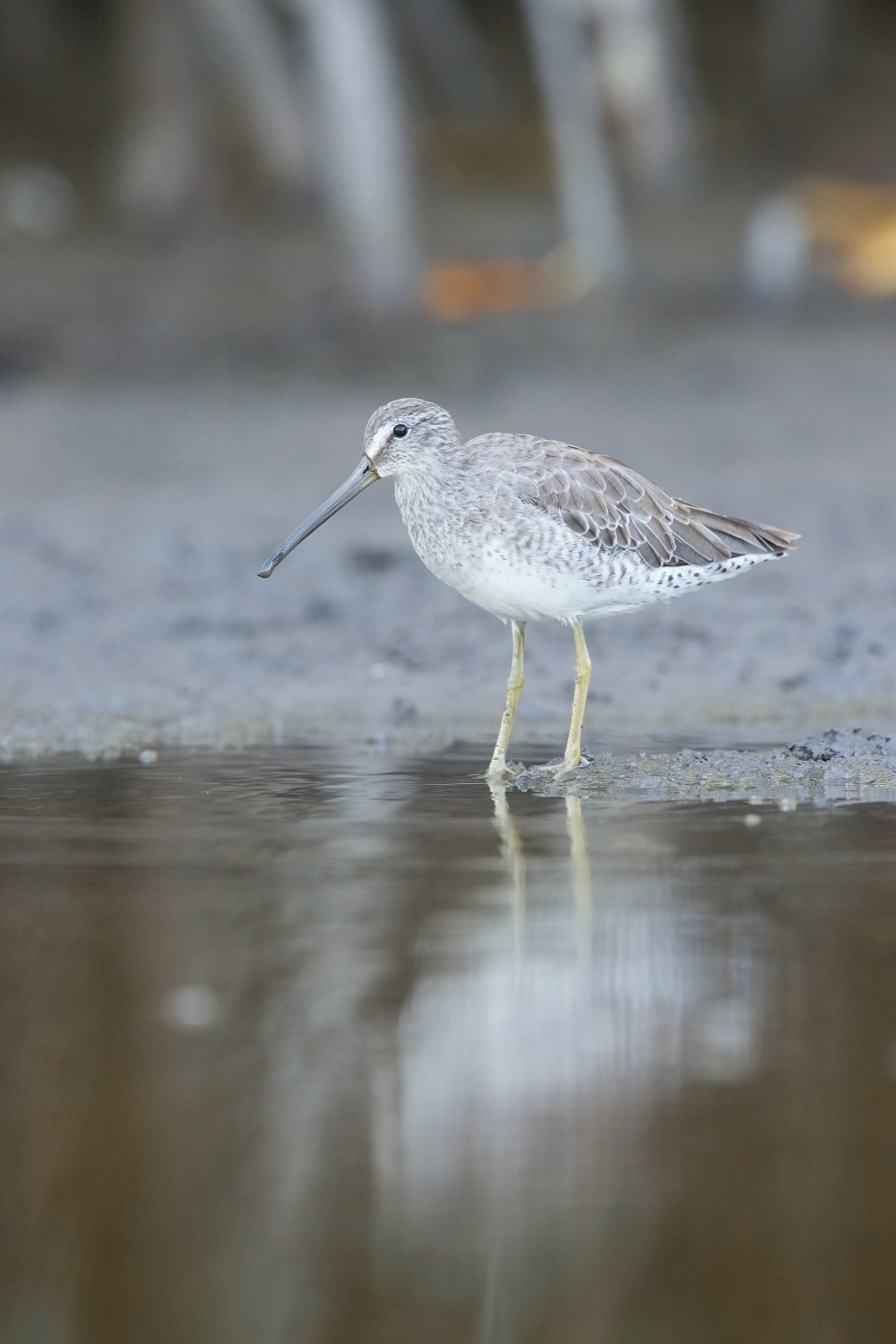 slukovec krátkozobý (Limnodromus griseus griseus) Short-billed dowitcher