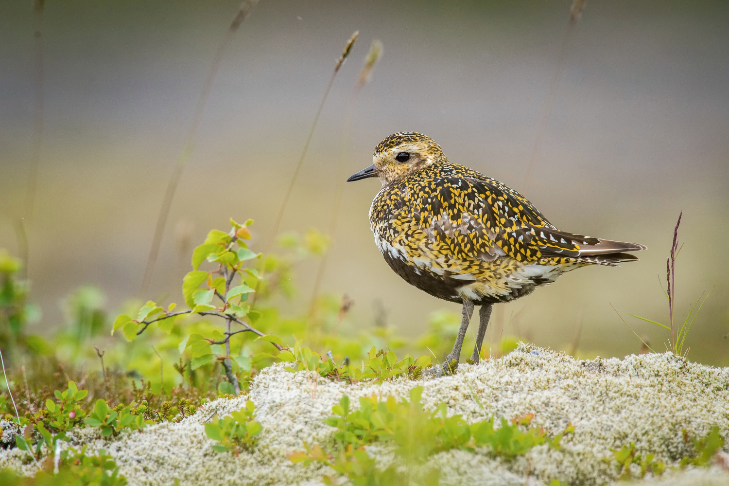 kulík zlatý (Pluvialis apricaria) European golden plover