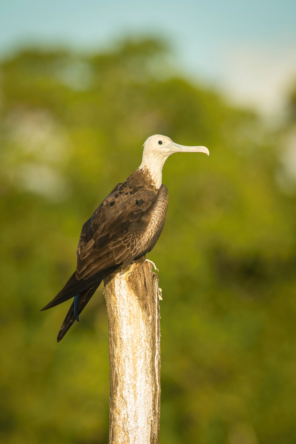 fregatka vznešená (Fregata magnificens) Magnificent frigatebird