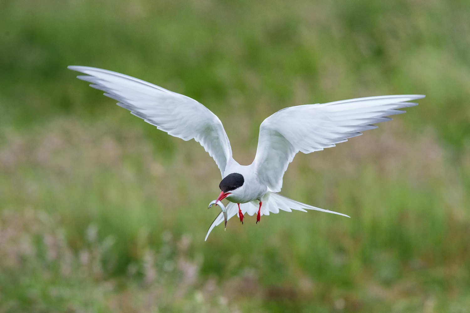 rybák dlouhoocasý (Sterna paradisaea) Arctic tern