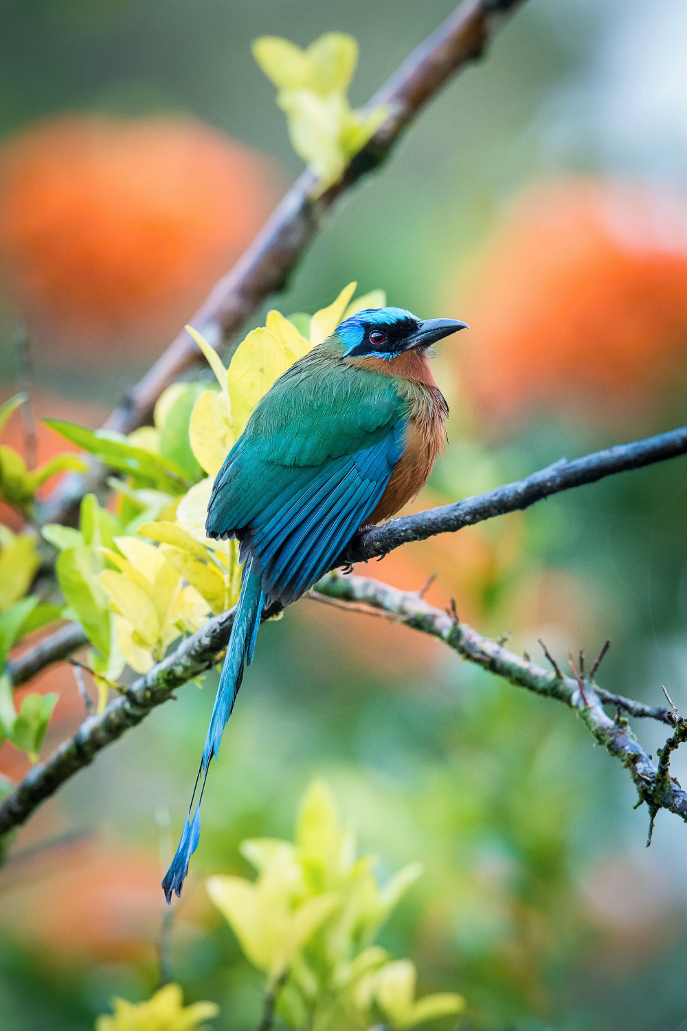 momot trinidadský (Momotus bahamensis) Trinidad motmot