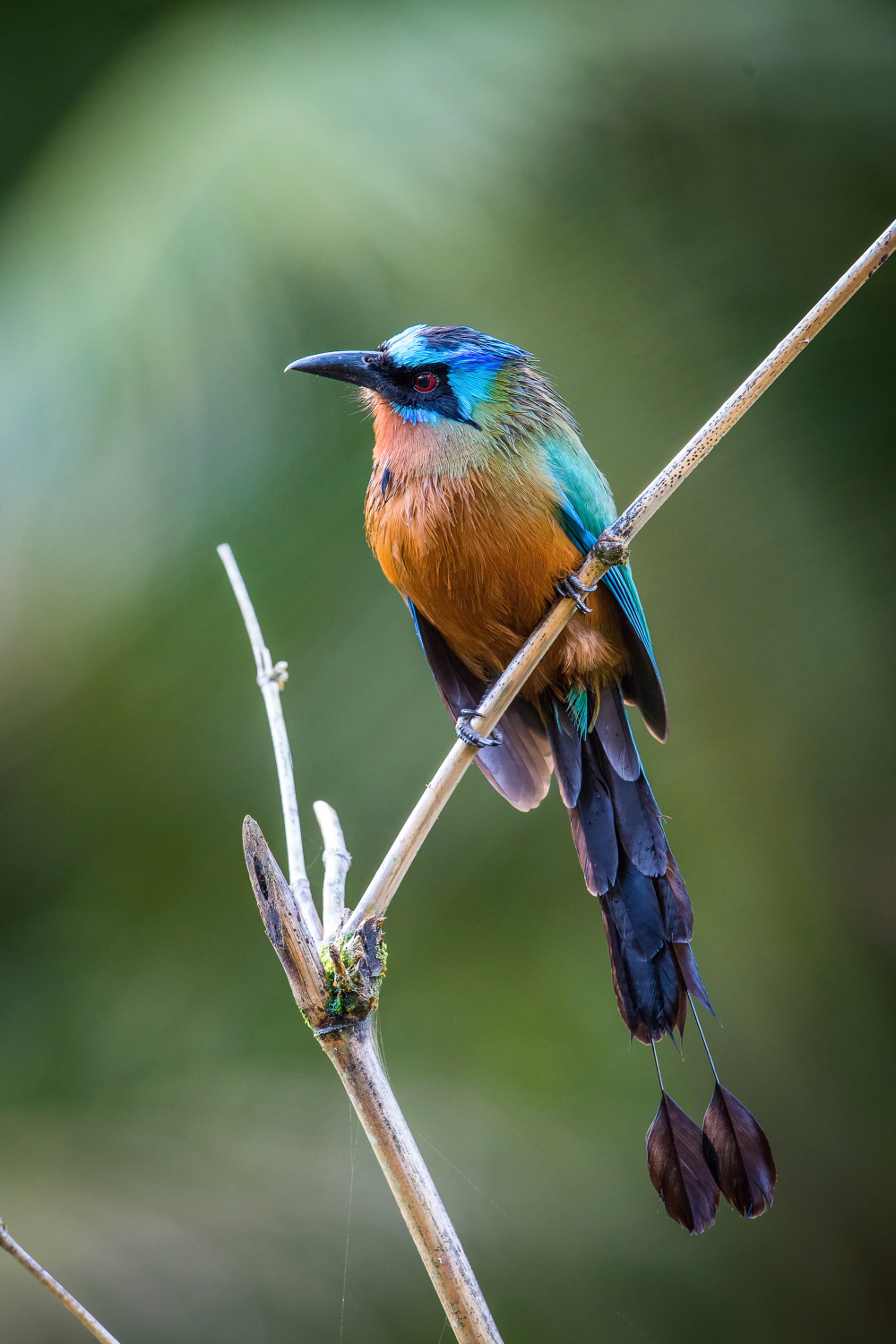 momot trinidadský (Momotus bahamensis) Trinidad motmot