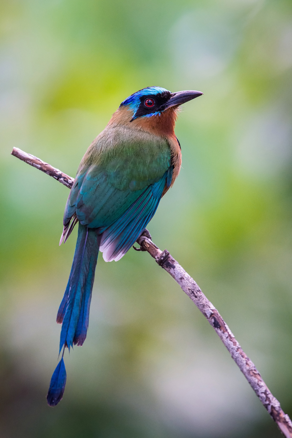 momot trinidadský (Momotus bahamensis) Trinidad motmot