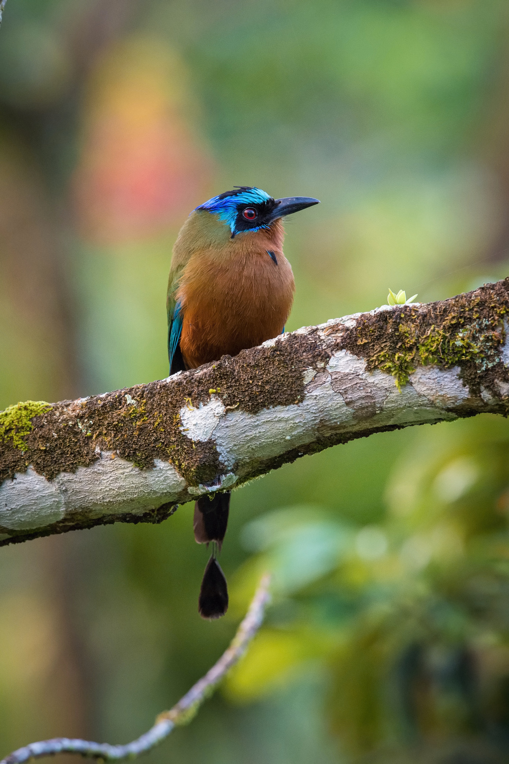 momot trinidadský (Momotus bahamensis) Trinidad motmot