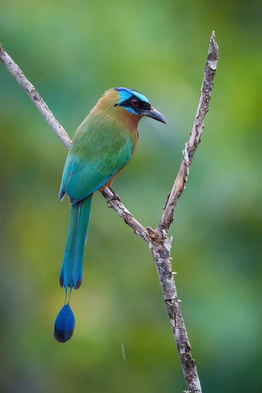 momot trinidadský (Momotus bahamensis) Trinidad motmot