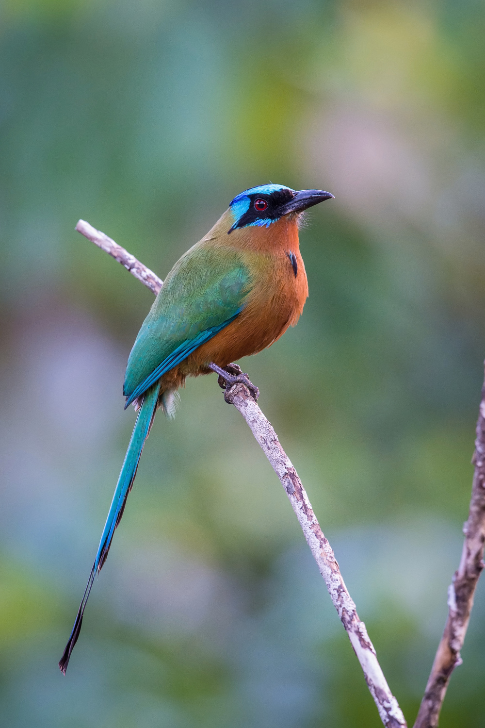 momot trinidadský (Momotus bahamensis) Trinidad motmot