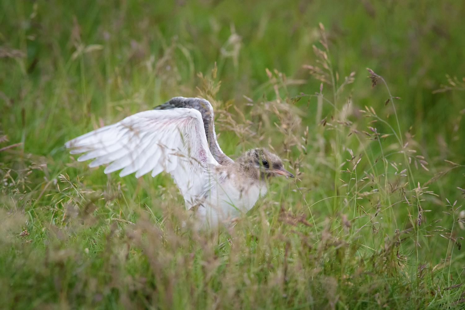 rybák dlouhoocasý (Sterna paradisaea) Arctic tern