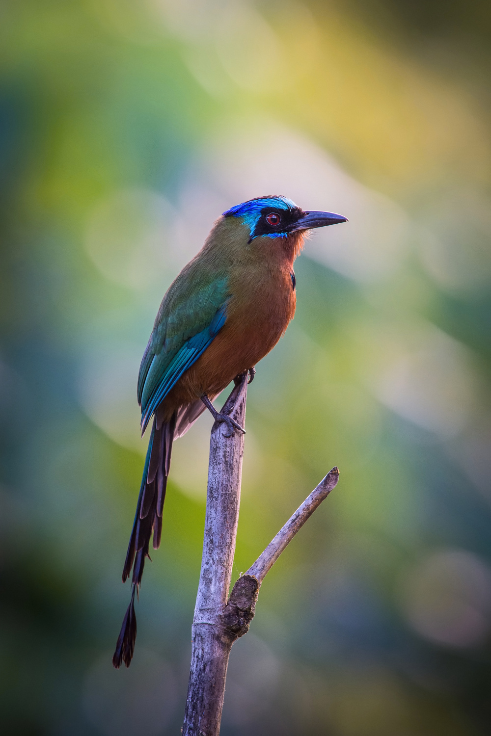 momot trinidadský (Momotus bahamensis) Trinidad motmot