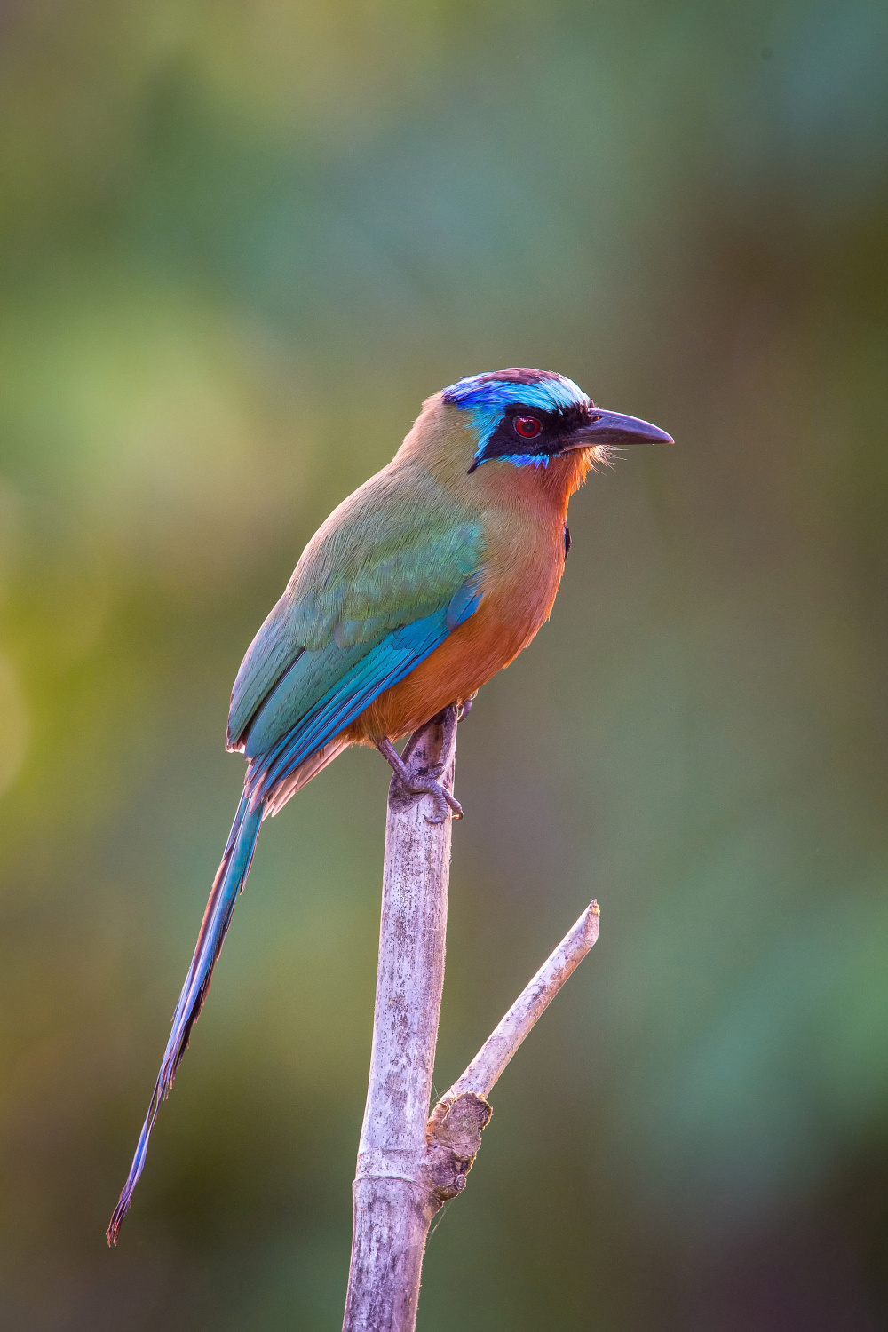 momot trinidadský (Momotus bahamensis) Trinidad motmot