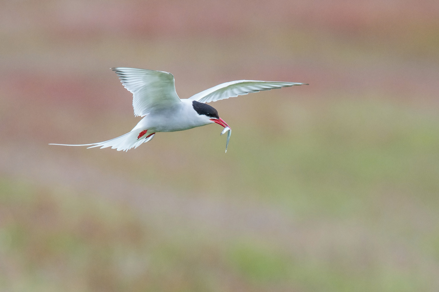 rybák dlouhoocasý (Sterna paradisaea) Arctic tern