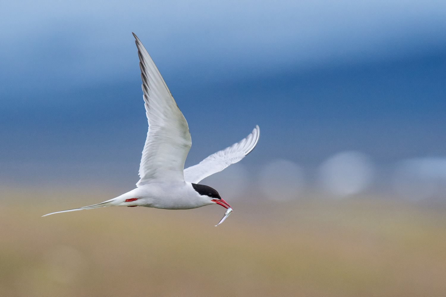 rybák dlouhoocasý (Sterna paradisaea) Arctic tern