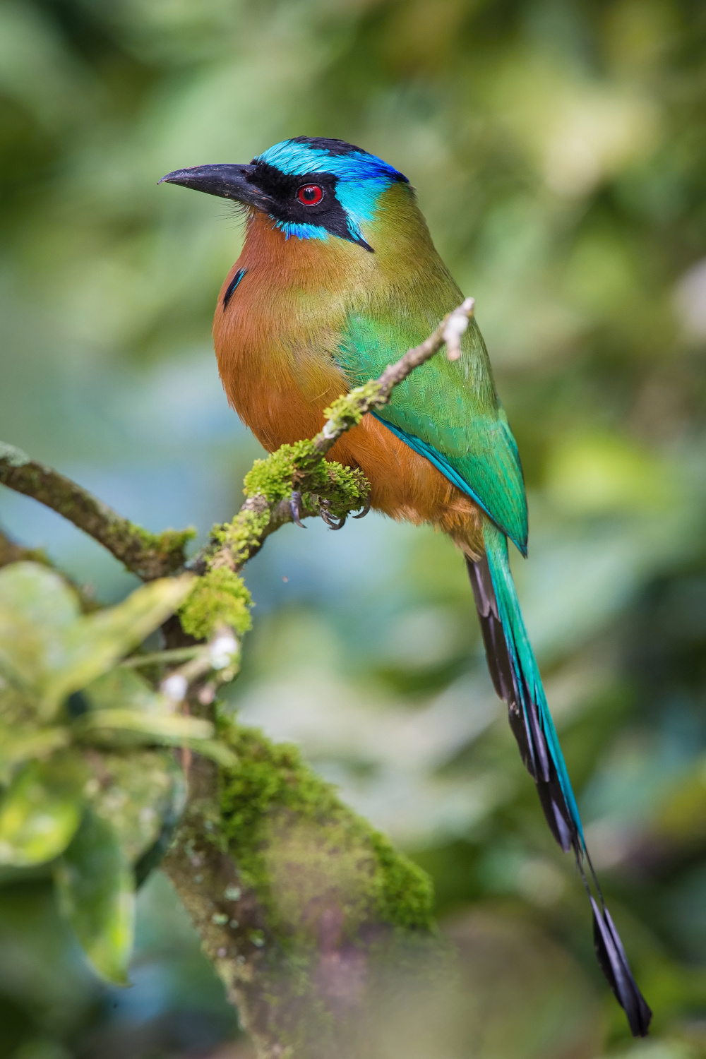 momot trinidadský (Momotus bahamensis) Trinidad motmot