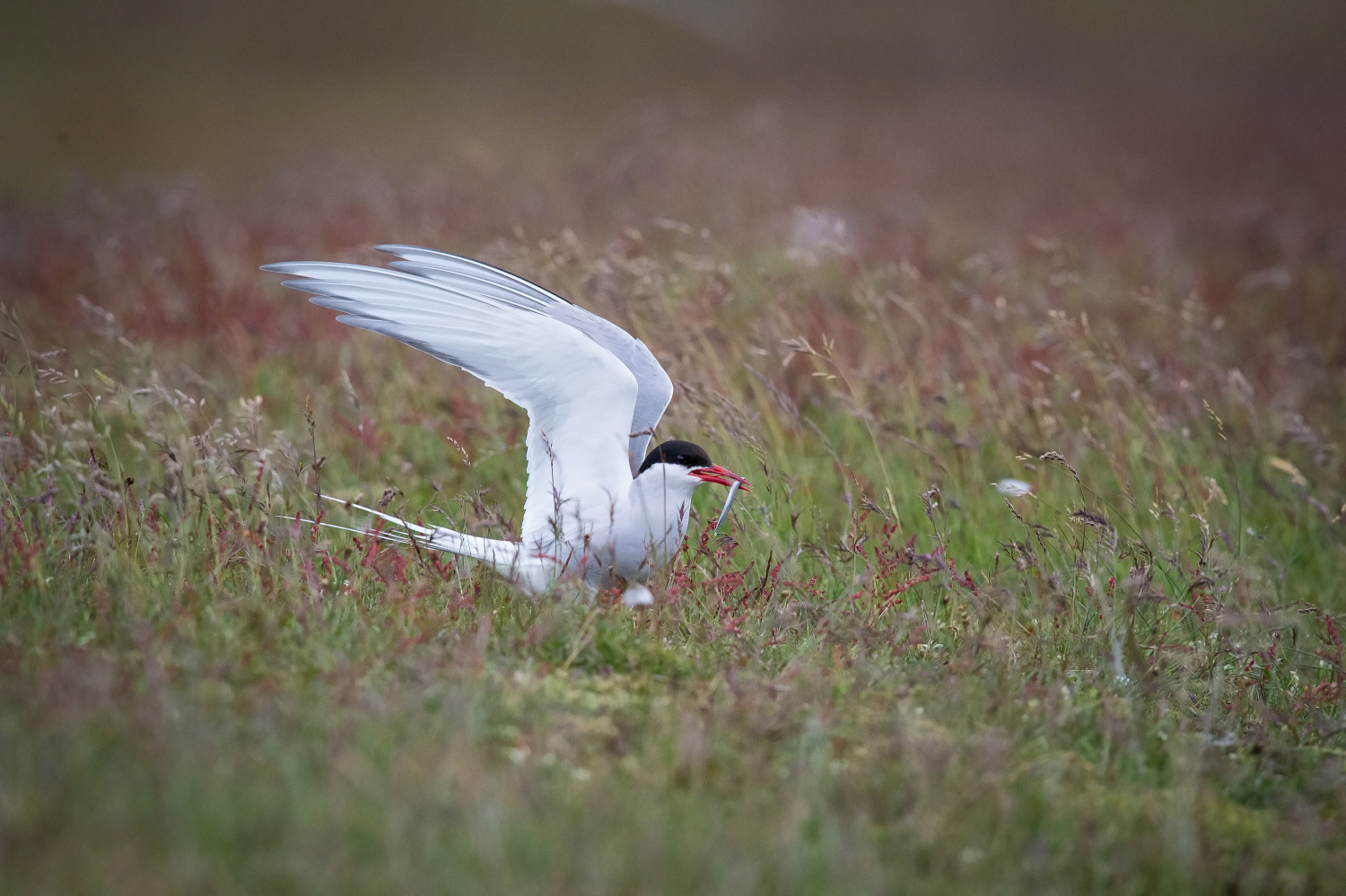 rybák dlouhoocasý (Sterna paradisaea) Arctic tern