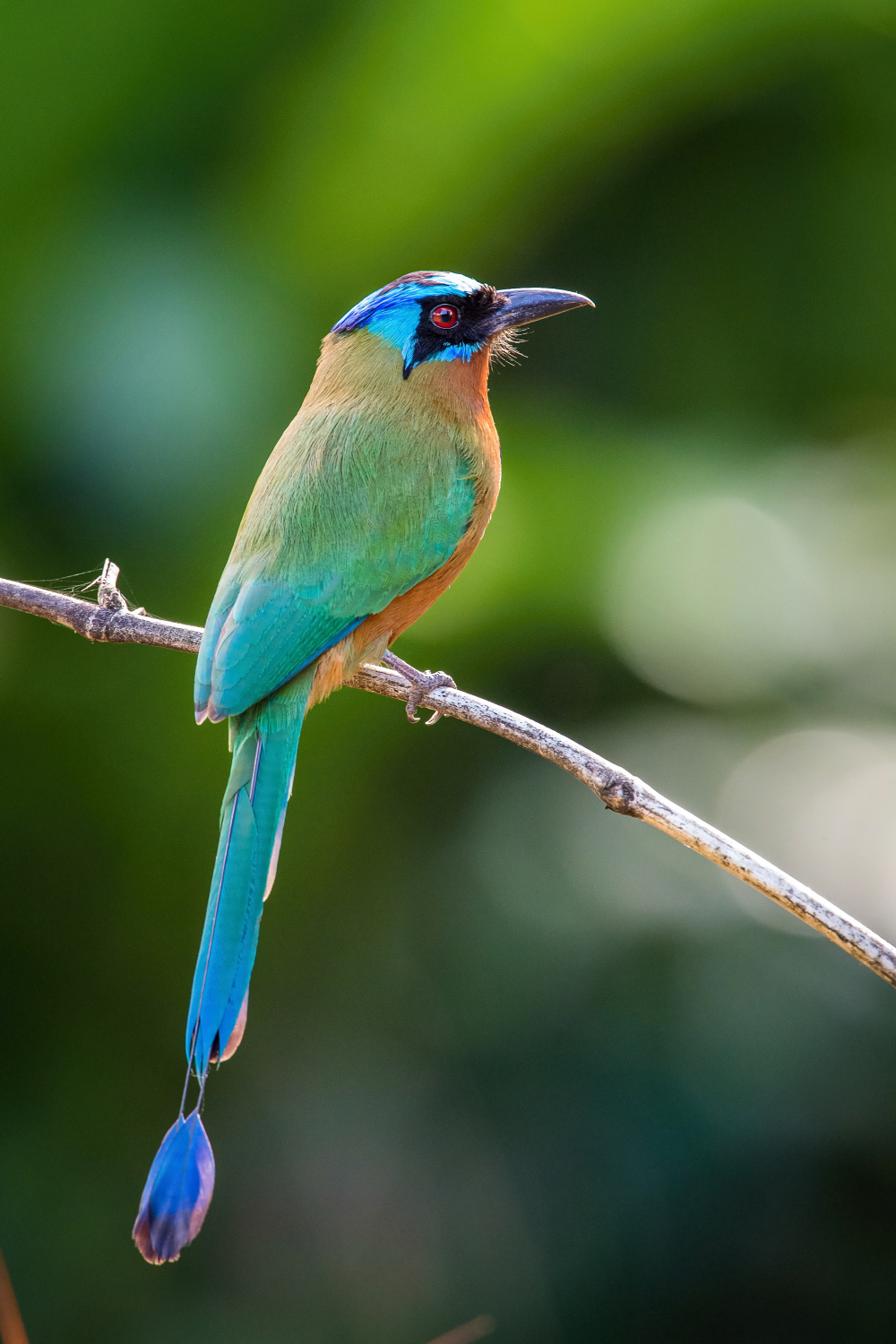 momot trinidadský (Momotus bahamensis) Trinidad motmot