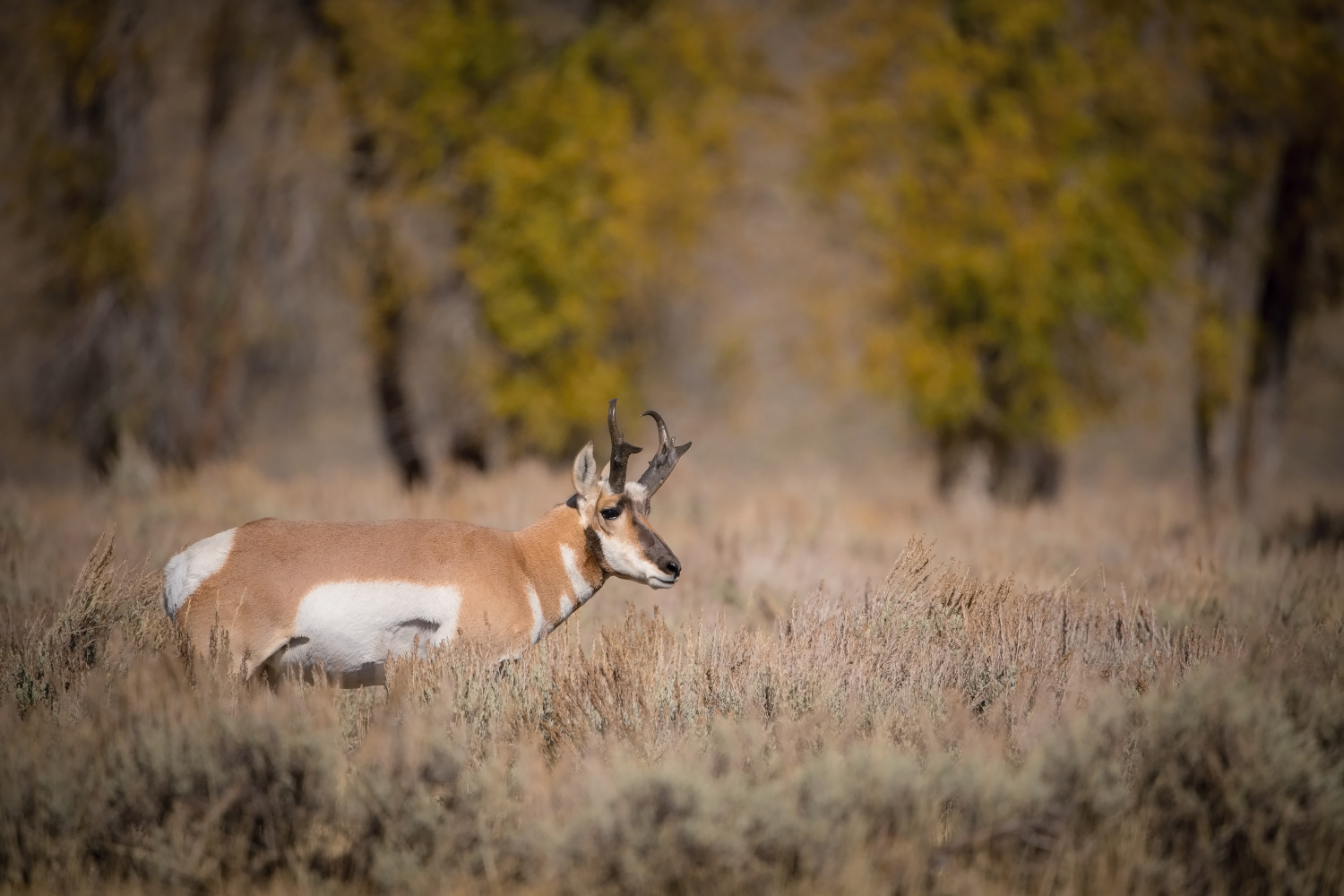 vidloroh americký (Antilocapra americana) Pronghorn