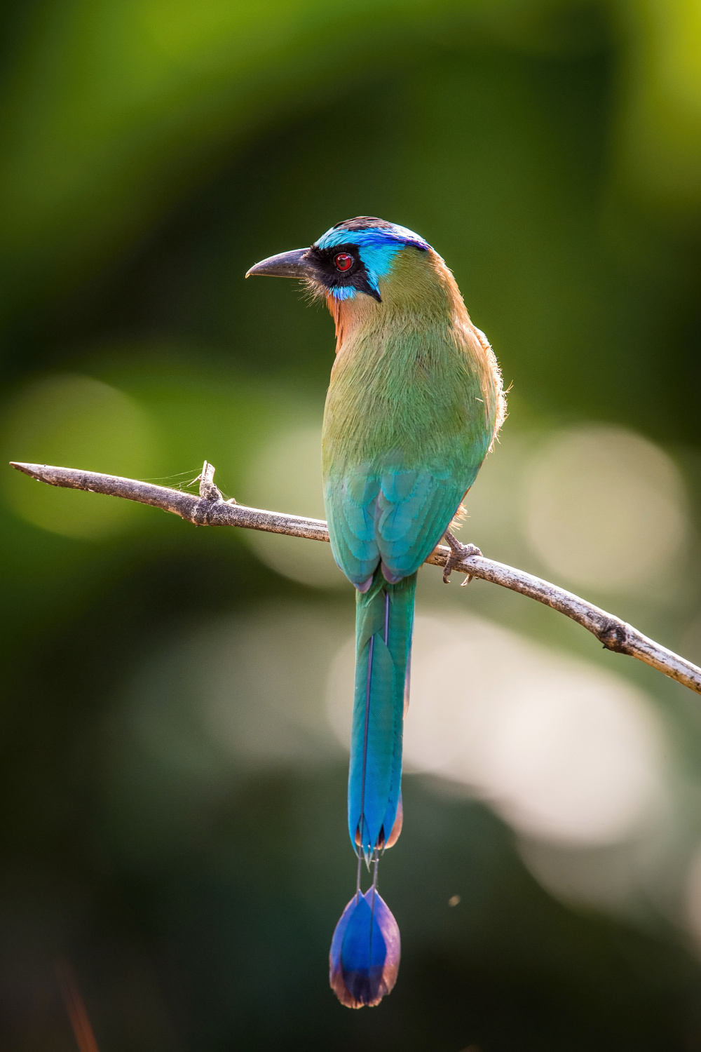 momot trinidadský (Momotus bahamensis) Trinidad motmot