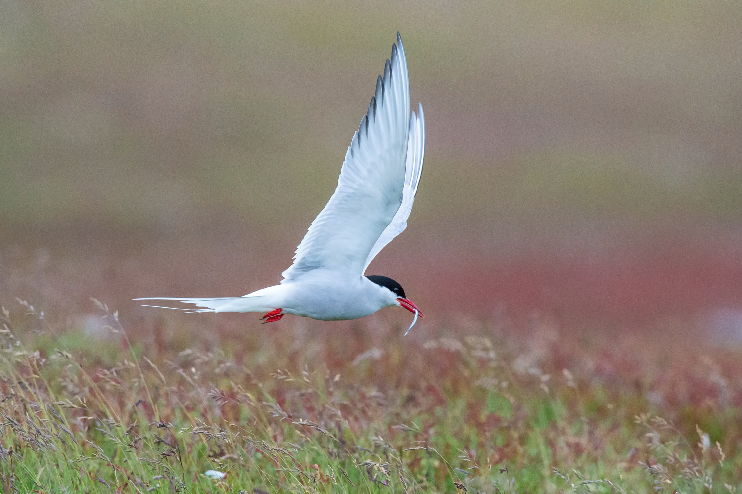 rybák dlouhoocasý (Sterna paradisaea) Arctic tern