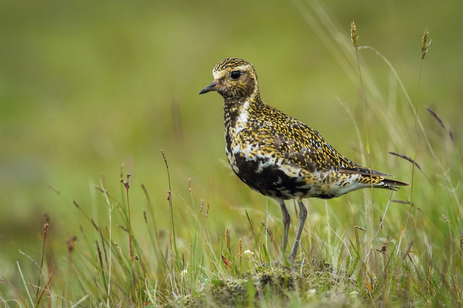 kulík zlatý (Pluvialis apricaria) European golden plover