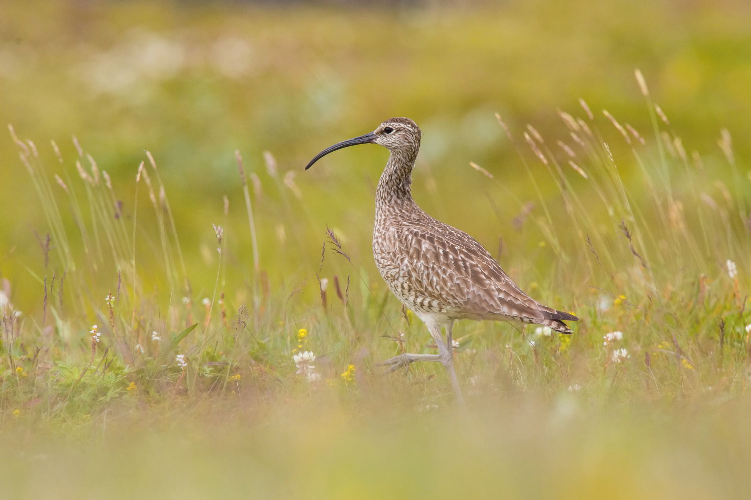 koliha malá (Numenius phaeopus) Whimbrel