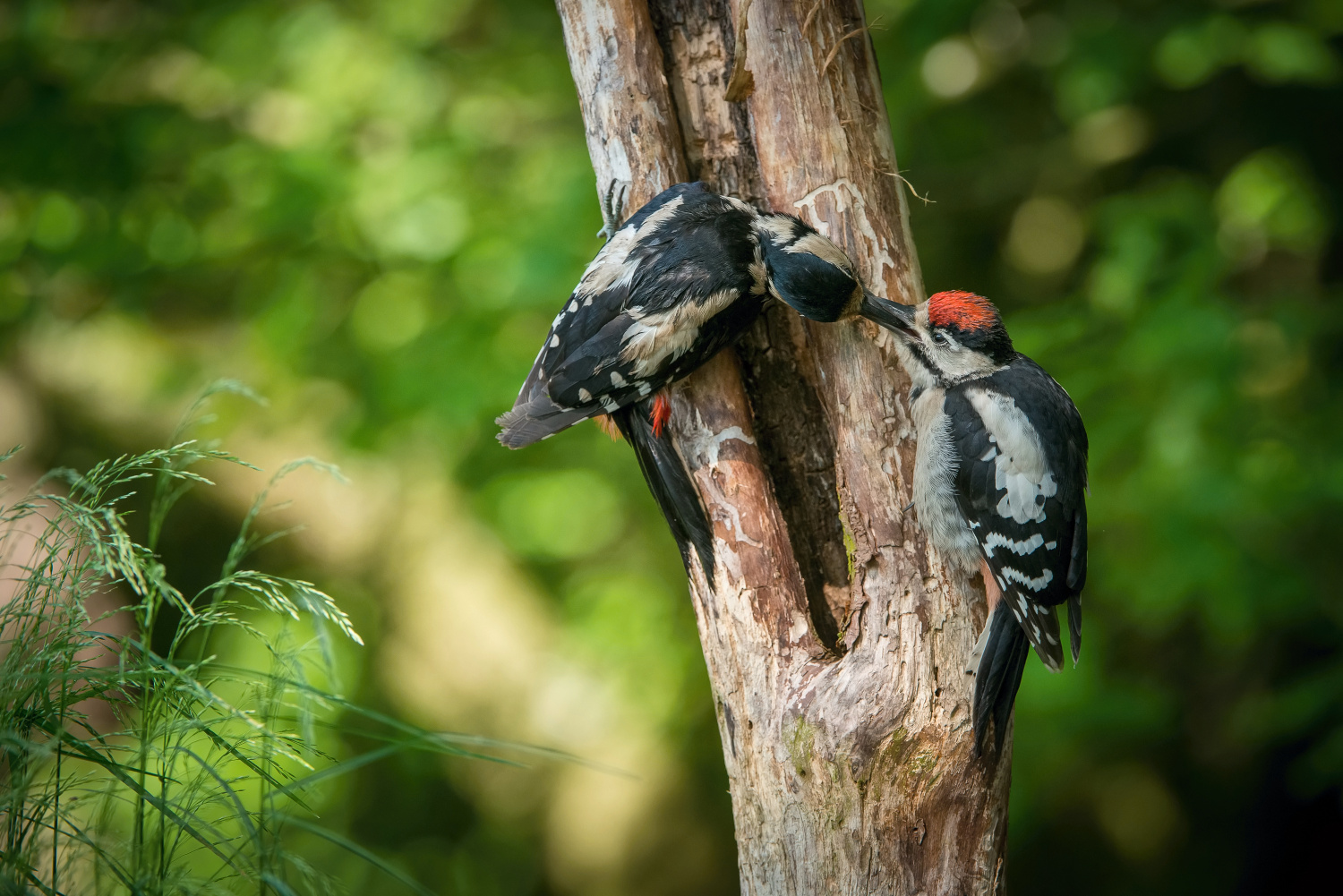 strakapoud velký (Dendrocopos major) Great spotted woodpecker