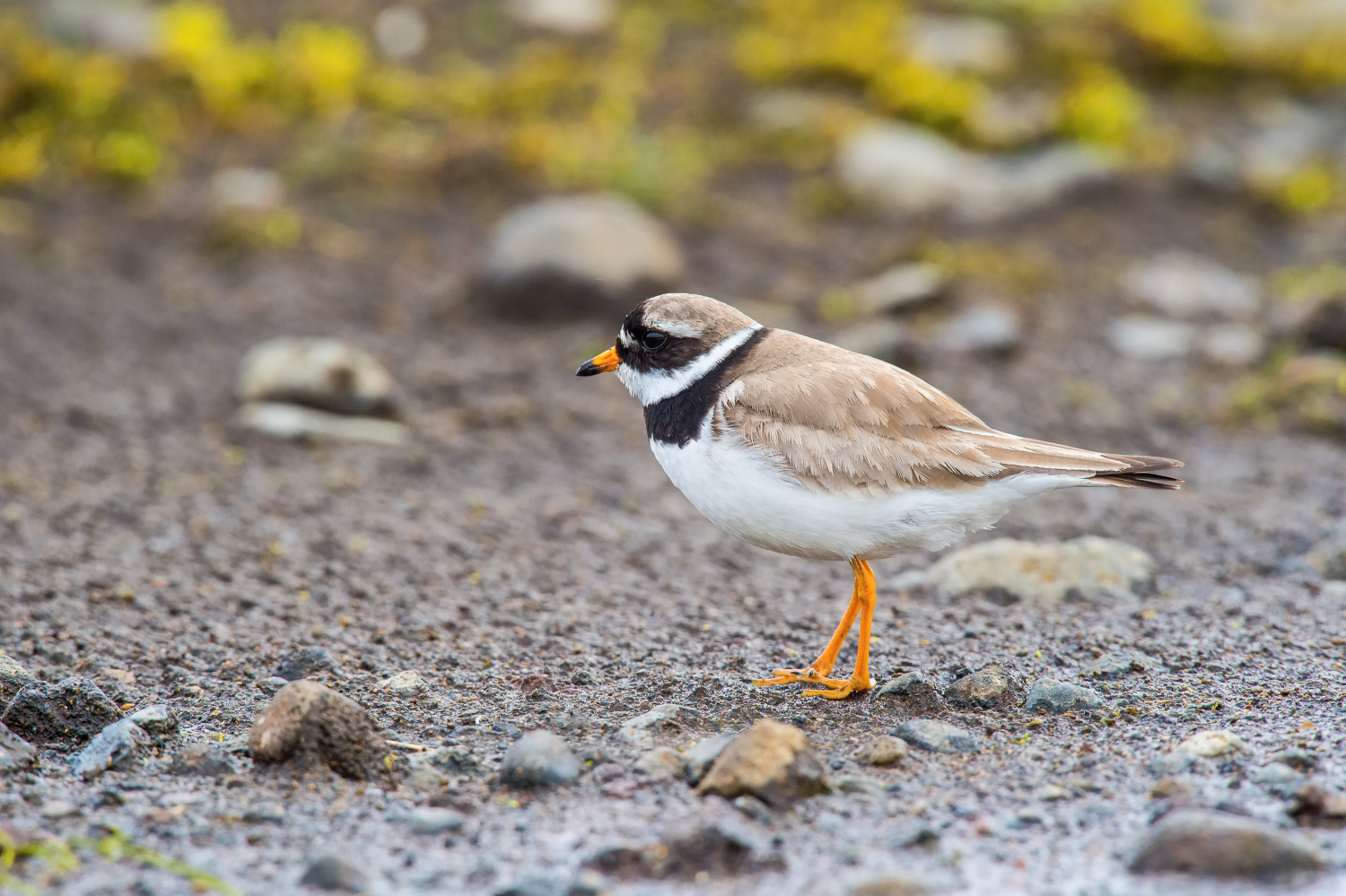 kulík písečný (Charadrius hiaticula) Common ringed plover