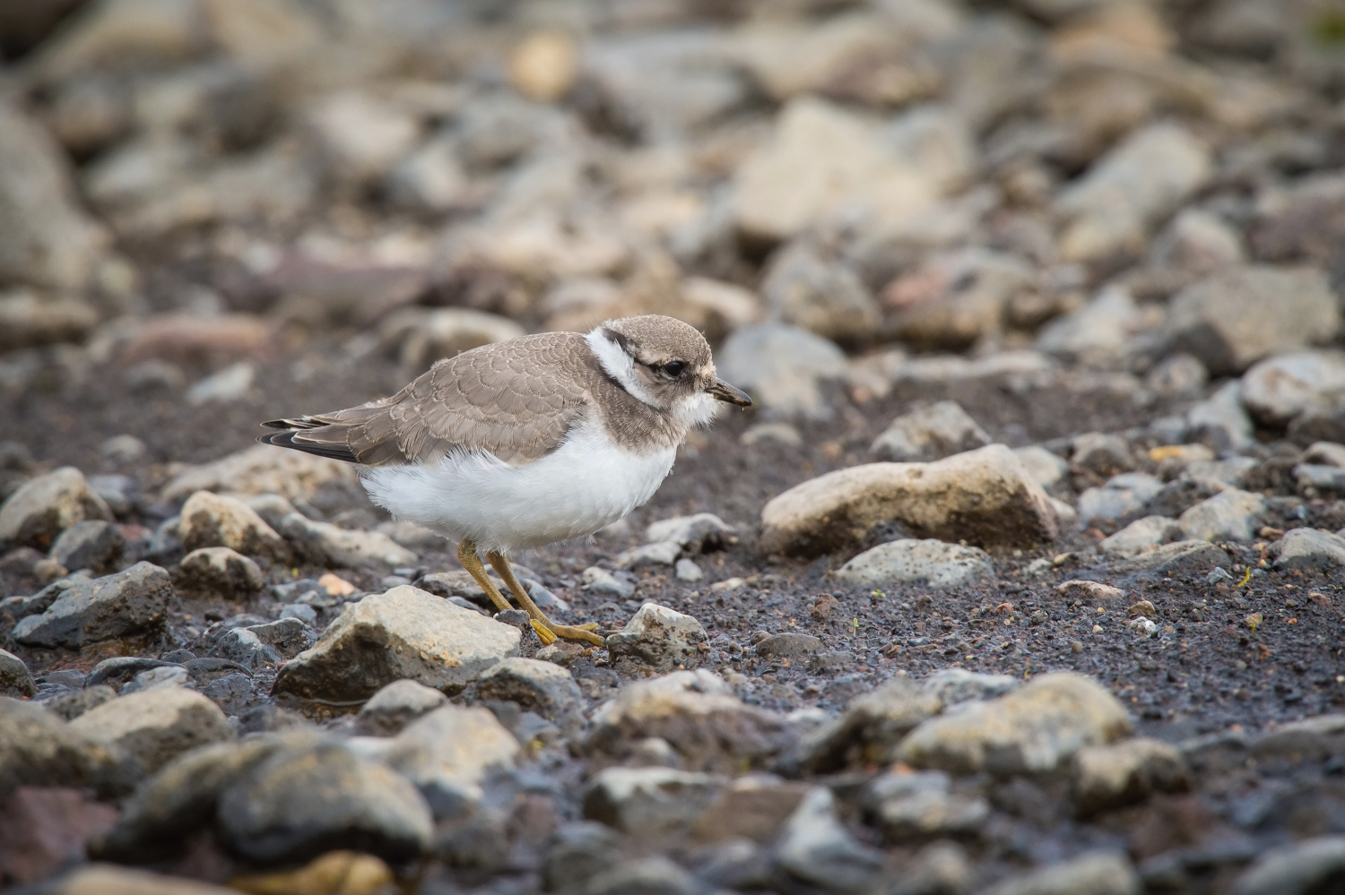 kulík písečný (Charadrius hiaticula) Common ringed plover