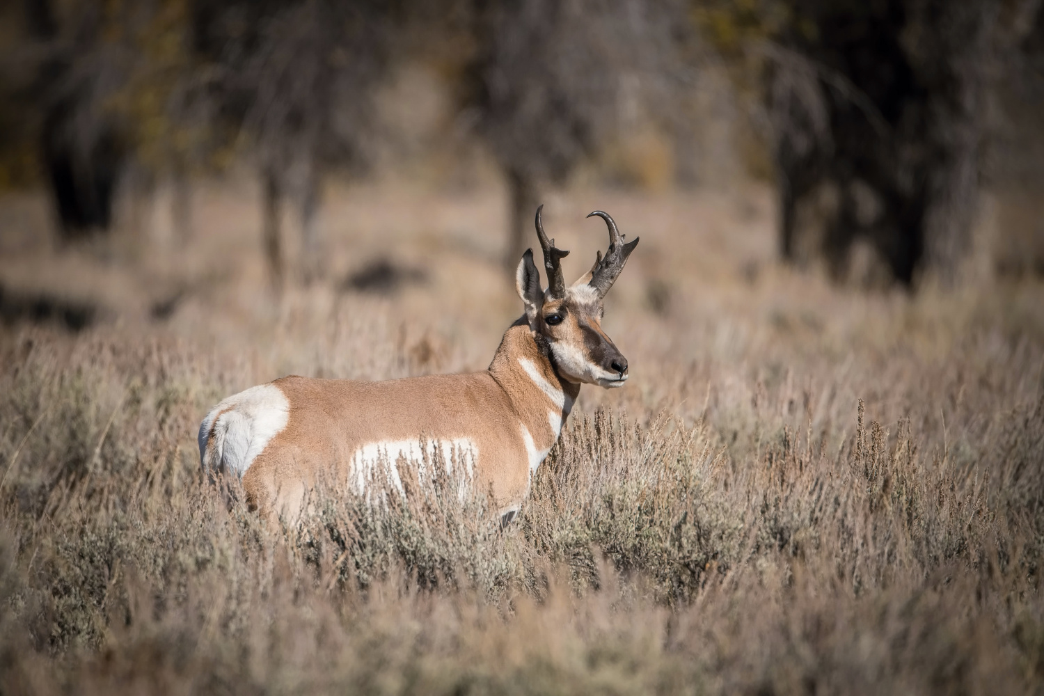 vidloroh americký (Antilocapra americana) Pronghorn