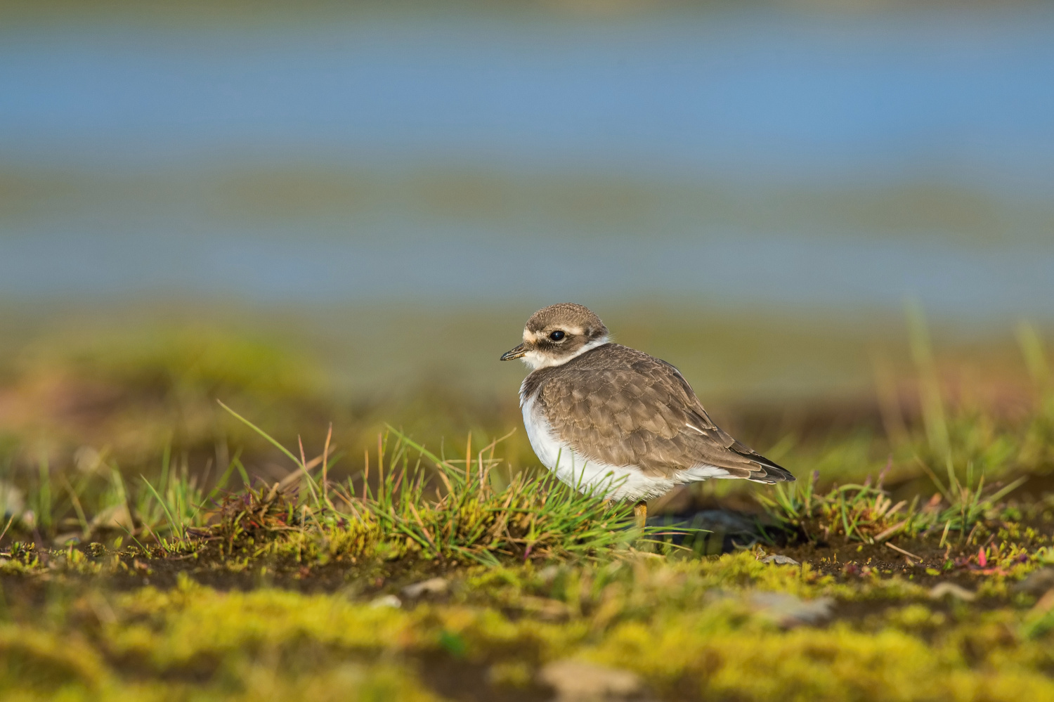 kulík písečný (Charadrius hiaticula) Common ringed plover