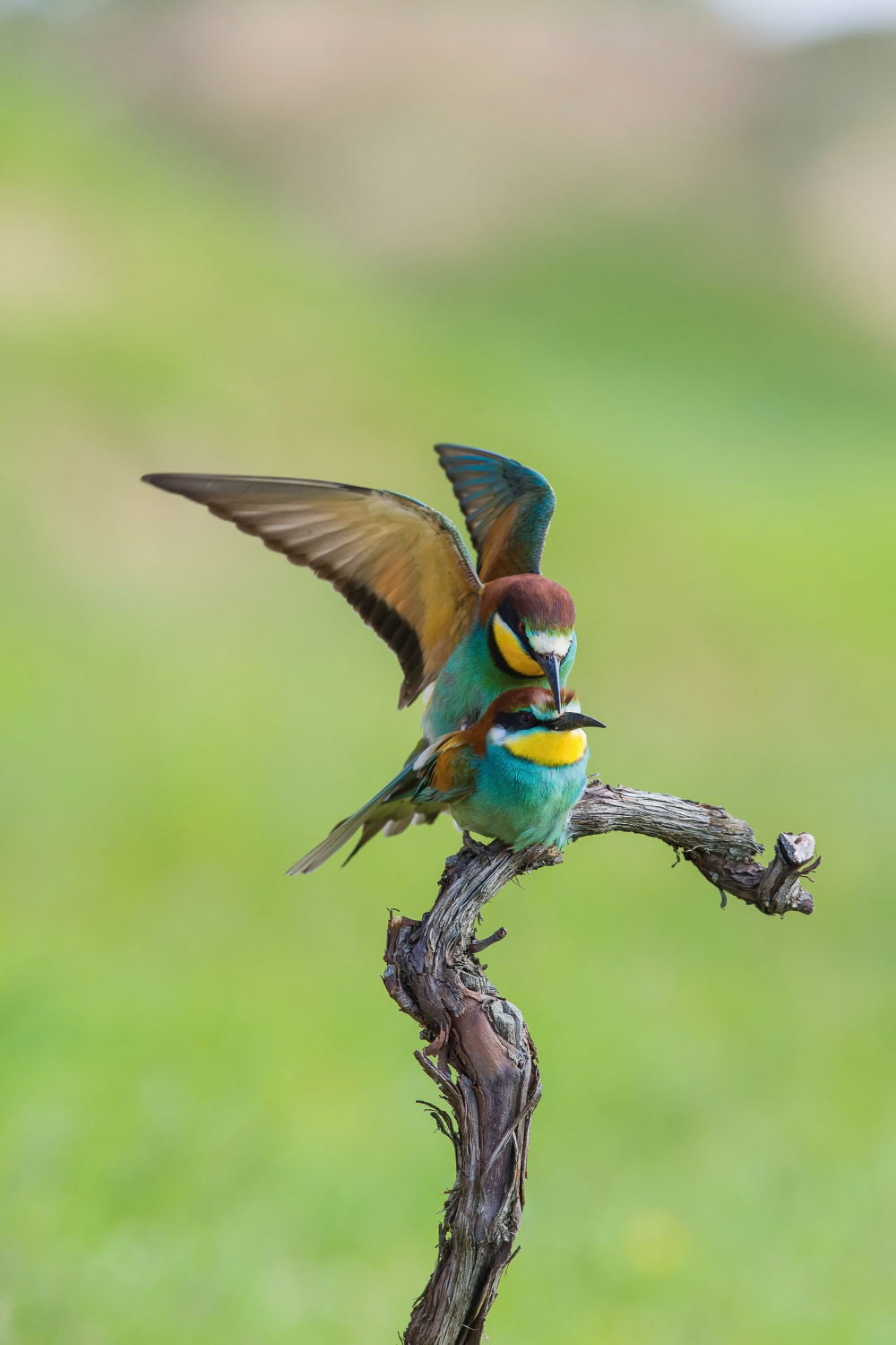 vlha pestrá (Merops apiaster) European bee-eater