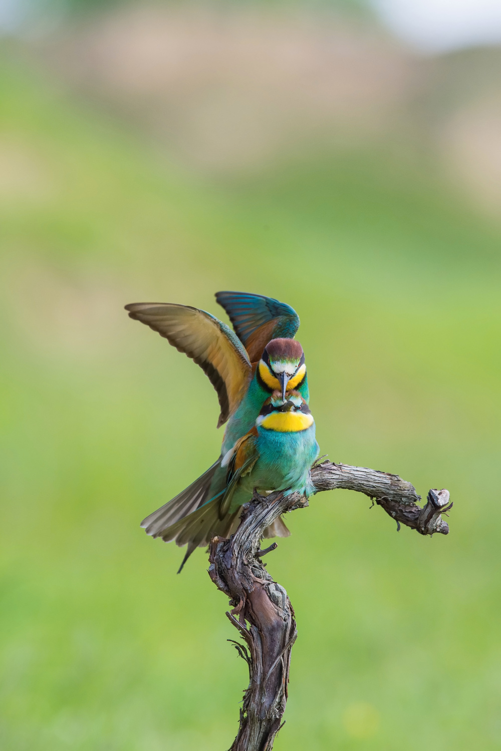 vlha pestrá (Merops apiaster) European bee-eater