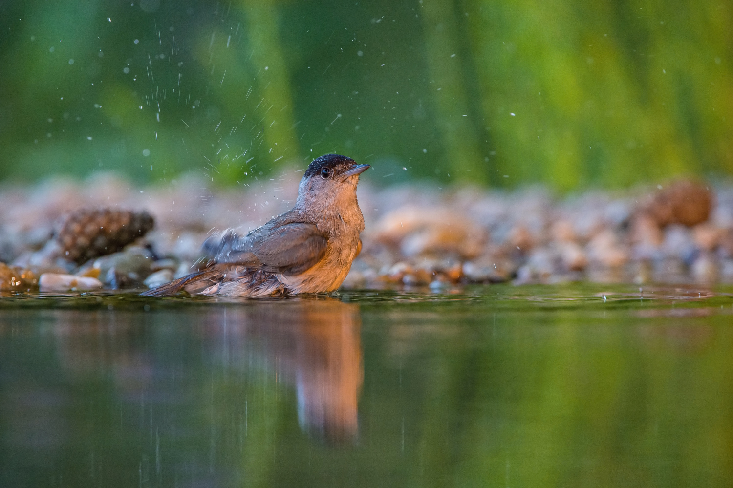 pěnice černohlavá (Sylvia atricapilla) Eurasian blackcap