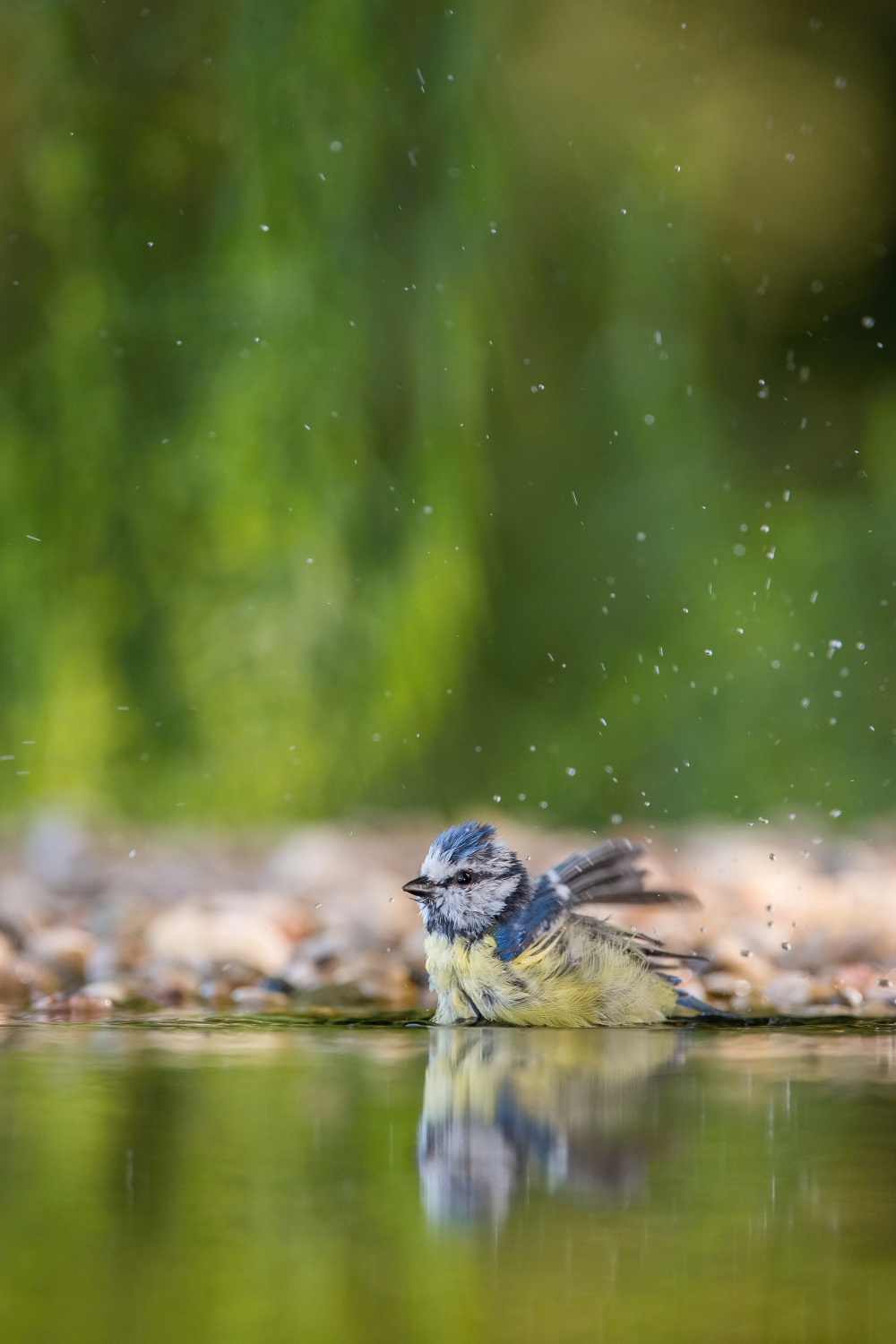 sýkora modřinka (Parus caeruleus) Eurasian blue tit