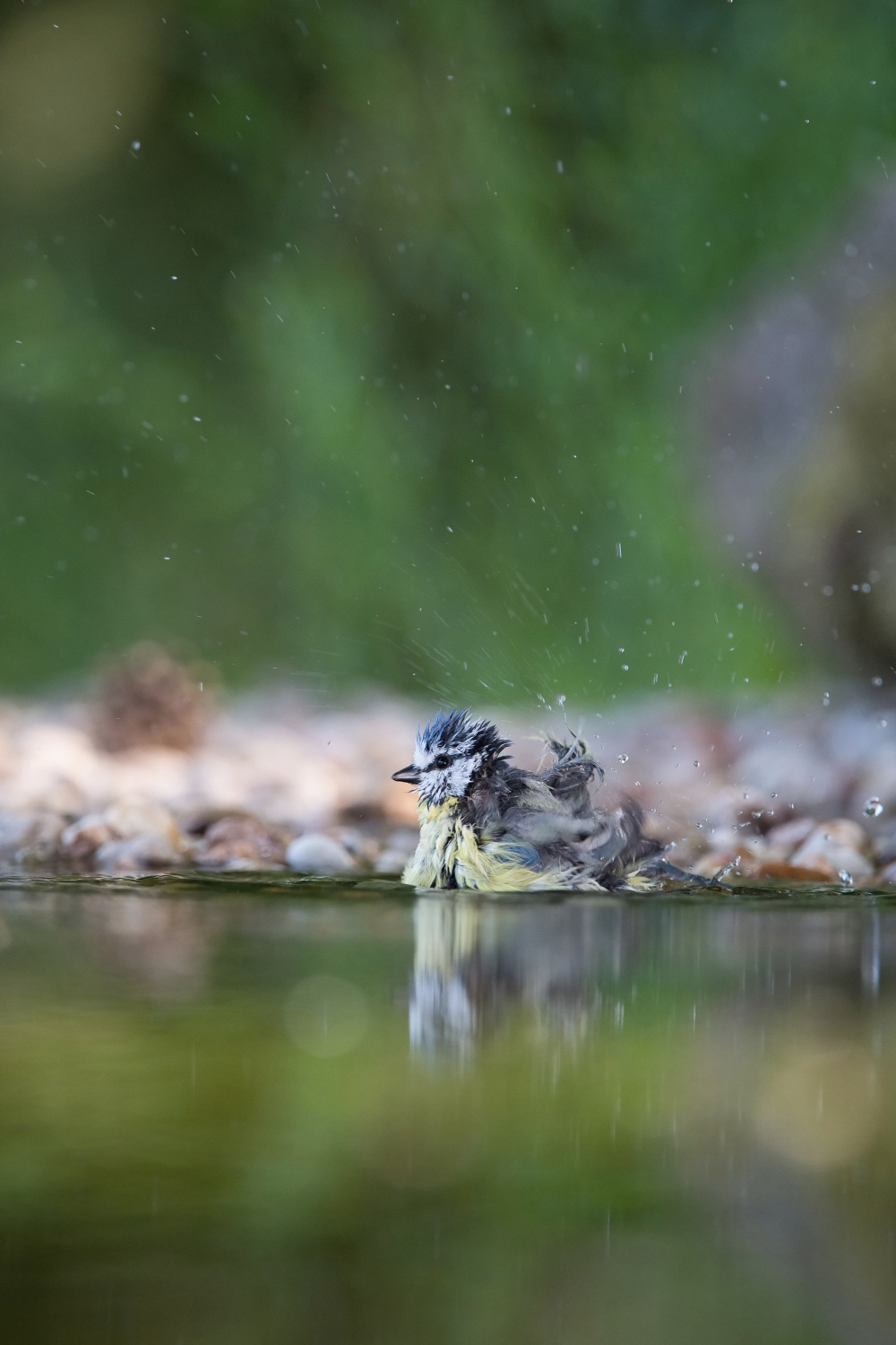 sýkora modřinka (Parus caeruleus) Eurasian blue tit