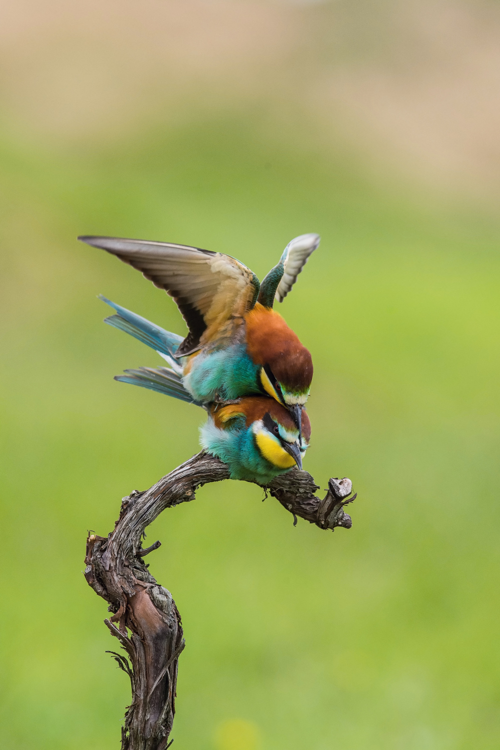 vlha pestrá (Merops apiaster) European bee-eater