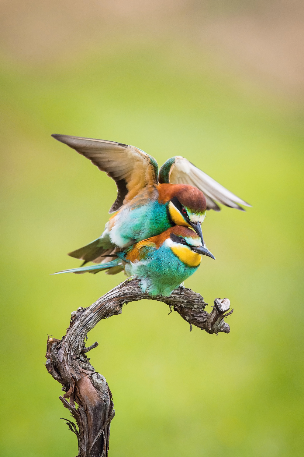 vlha pestrá (Merops apiaster) European bee-eater