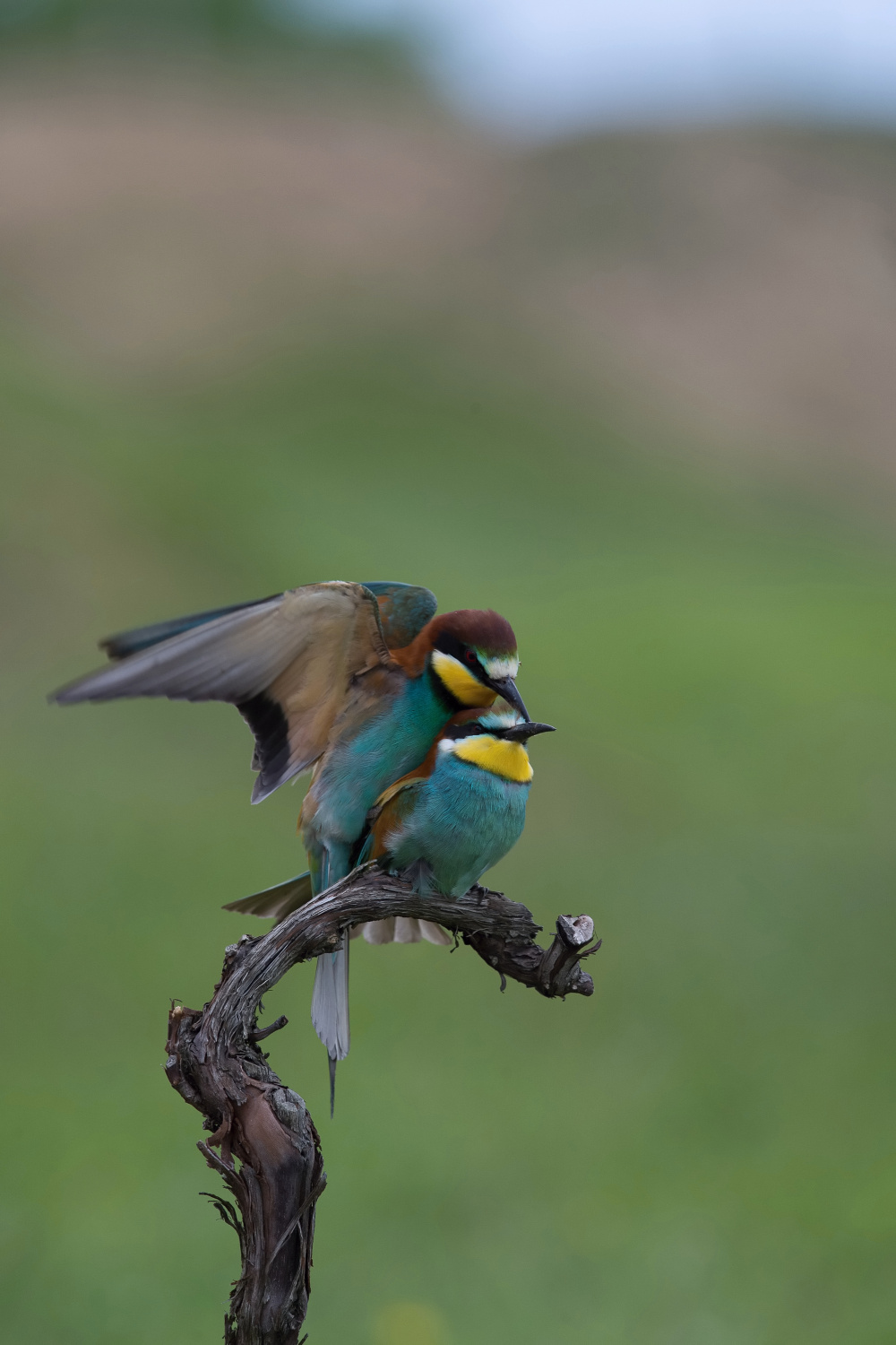 vlha pestrá (Merops apiaster) European bee-eater