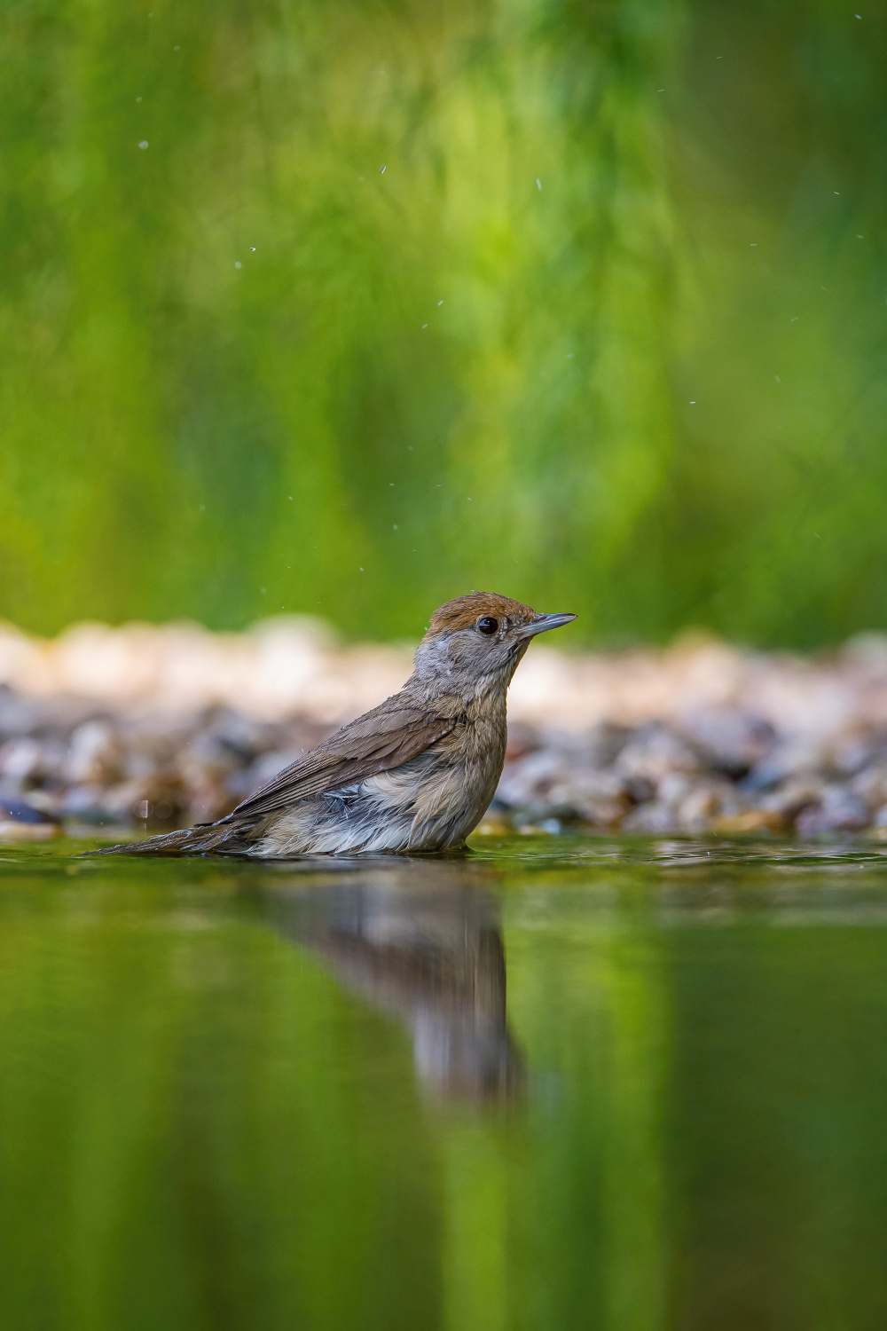 pěnice černohlavá (Sylvia atricapilla) Eurasian blackcap