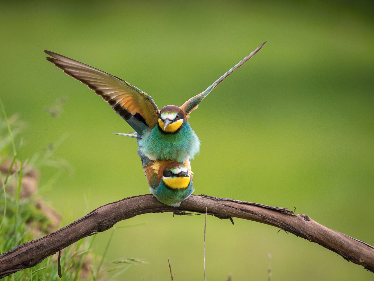 vlha pestrá (Merops apiaster) European bee-eater