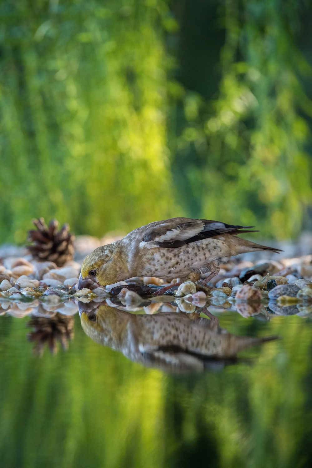 dlask tlustozobý (Coccothraustes coccothraustes) Hawfinch